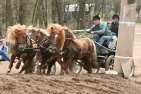 Ponyvierspanrijder Marijke Hammink springt eruit featured image