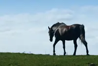 Minister Verburg laat de paarden in de steek featured image