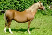 Keur-preferente Welsh Thamen’s Fleur 30 jaar featured image