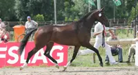 Chrisjena overtuigt ook onder het zadel featured image