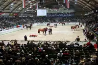 Holsteiner hengstenkeuring