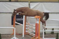 282 Damian (Vigaro x Phin Phin)