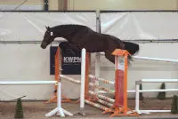 Aftrap met 24 springhengsten (fotoserie) featured image