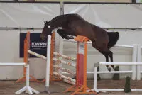 351 Diablo (Van Gogh x Naturel)