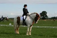 Carlos eerste ZZ-licht startgerechtigde tinker featured image