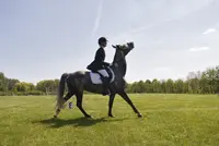 Leermodule om te ‘lezen’ of paard gelukkig is onder het zadel featured image