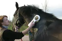 Wie is aansprakelijk bij schade door chip? featured image