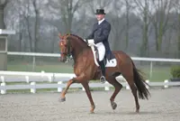 Grand Prix-paard Ogami overleden featured image