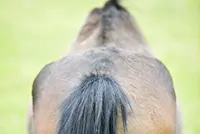 Dun paard Dun paard