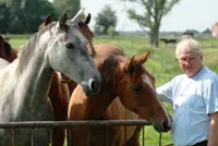 ‘Meer aandacht voor volbloed in warmbloedfokkerij’ featured image