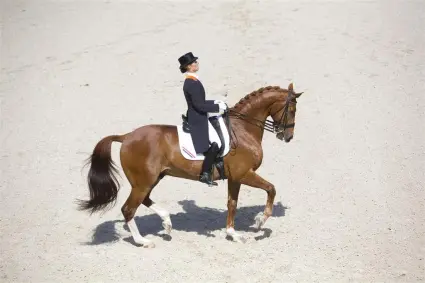 Dressuurteam Aken aangewezen featured image