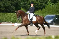 Lange lijst kanshebbers voor podiumplaats op NK dressuur featured image