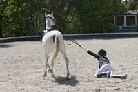 Van het paard gevallen featured image