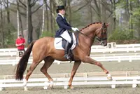 Maas, Heuitink en Houwen winnen finale Tinello Dressuur Cup featured image