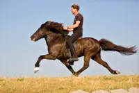Noordhollands echtpaar naar WK IJslandse paarden featured image