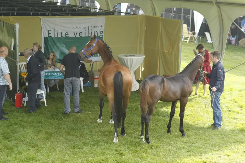Reesink en Venderbosch nemen organisatie Eliteveiling Borculo over en halen veiling terug naar Achterhoek featured image