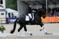 Pavo Cup-topper Chinook verkocht featured image