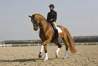 Sander Marijnissen met Moedwil