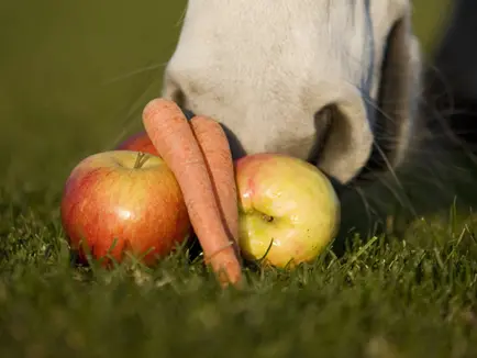 Vraag: Kan ik (onbeperkt) groente en fruit voeren? featured image