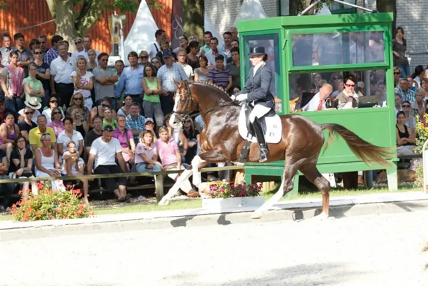 Callaho’s Benicio niet meer in de dekdienst featured image