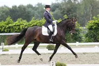 Subtop: Grand Prix-dressuur of havodiploma? featured image