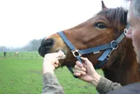 ‘Alleen ontwormen op indicatie van mestonderzoek’ featured image