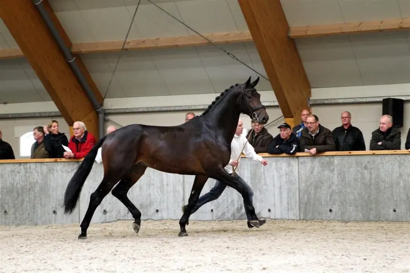 Davino V.O.D. levert Louisdor Preis finalist 2024 featured image