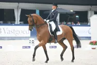 Grand Prix-paard On Top naar Quzandria Nur featured image