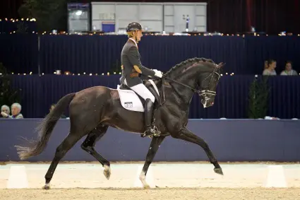 Jonge hengsten featured image