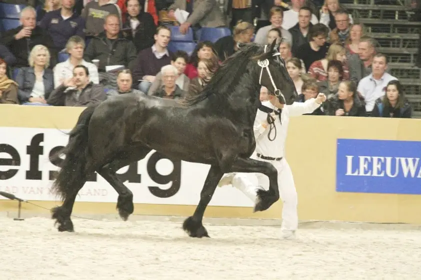13 Friese hengsten van start in najaarstest featured image