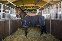 Vraag: Stalbenen bestrijden met voeding featured image