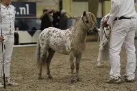 Appaloosa Stamboek zeven hengsten rijker featured image