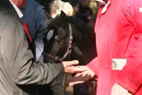 Handige Harrie’s featured image