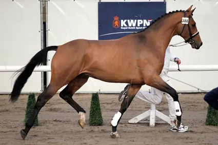 HK Den Bosch: Ampère-zoon verkocht en teruggetrokken uit keuring featured image