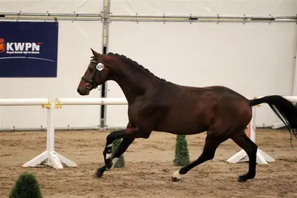 HK Den Bosch: Johnson en Lord Leatherdale in evenwicht featured image