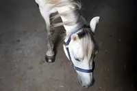 CDA wil meldplicht voor rhino featured image