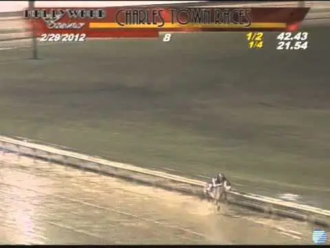 Black Caviar weer in training featured image