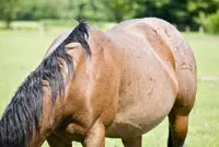 Engelse merrie in hoofd geschoten featured image