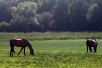 Paardenbelasting in Duitsland een feit featured image