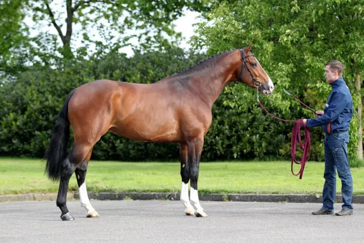 Startlijsten voor Zweedse hengstenkeuring bekend featured image