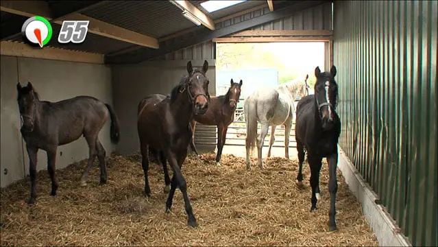 Hoest featured image