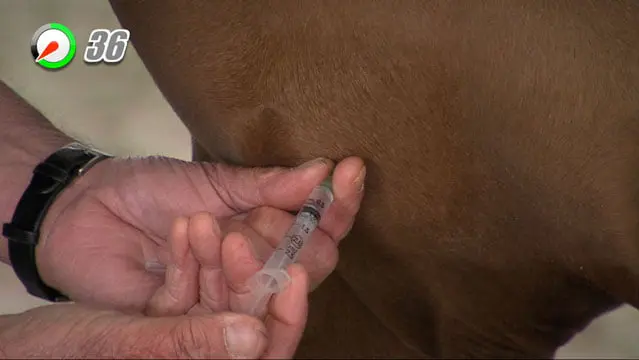 Openheid van zaken over influenza uitbraak in Limburg featured image