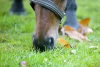 Losgebroken paard komt om bij aanrijding featured image