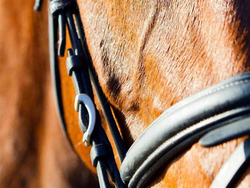 Deense onderzoeker stelt methode voor om strakheid neusriem te meten featured image