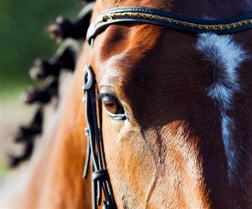 Helft van de merries krijgt sterpredicaat featured image