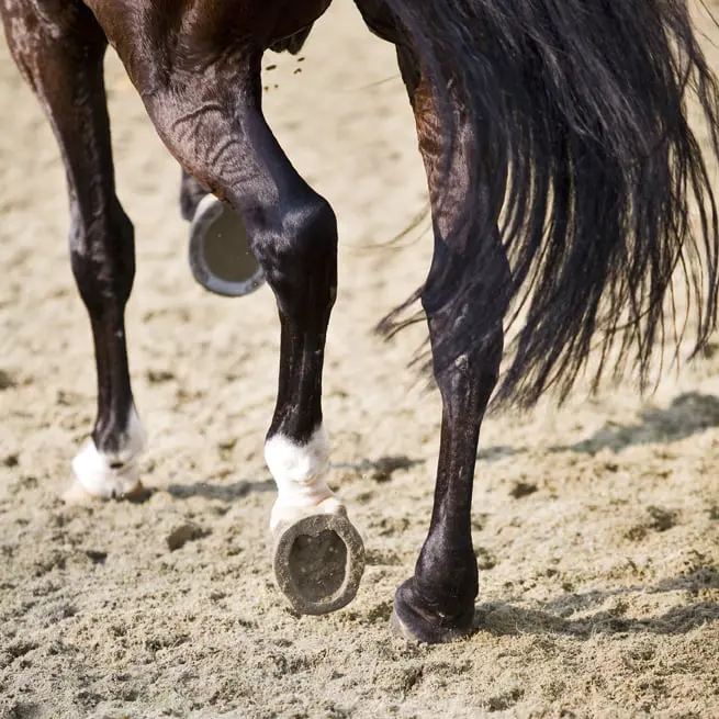 Van Gelder naar overwinning kleine finale pony’s featured image