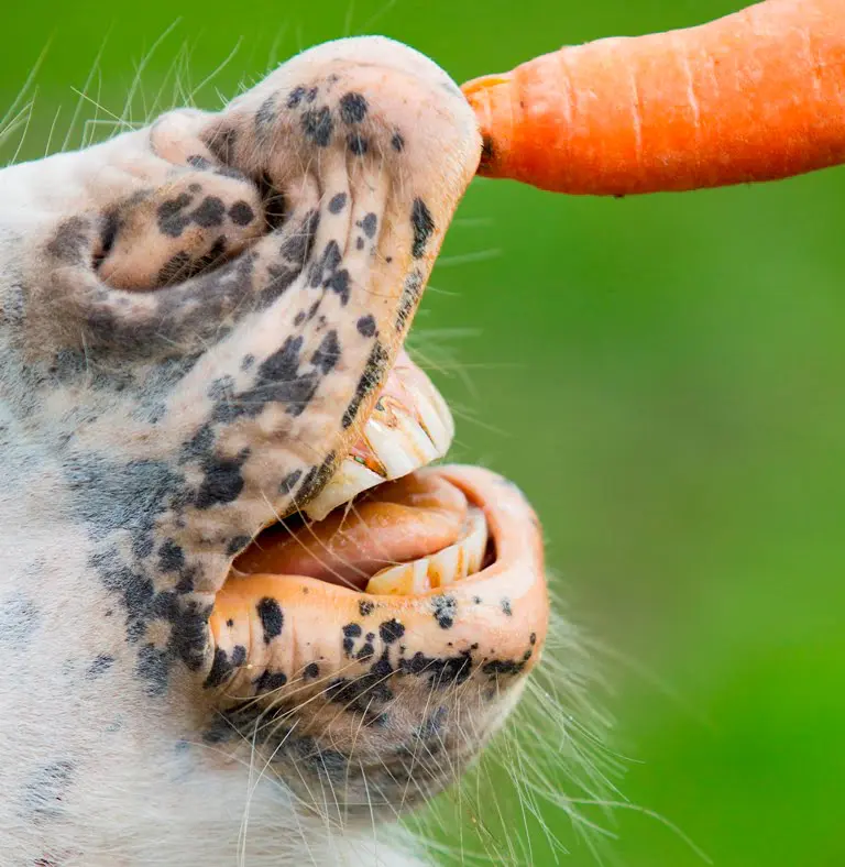 Politie: ‘Pony liep op het bot’ featured image