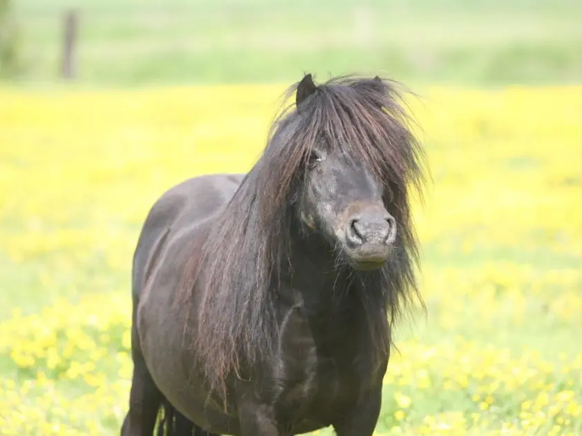 Pony dood aangetroffen in weiland: ‘Volgens dierenarts doodgeschoten’ featured image
