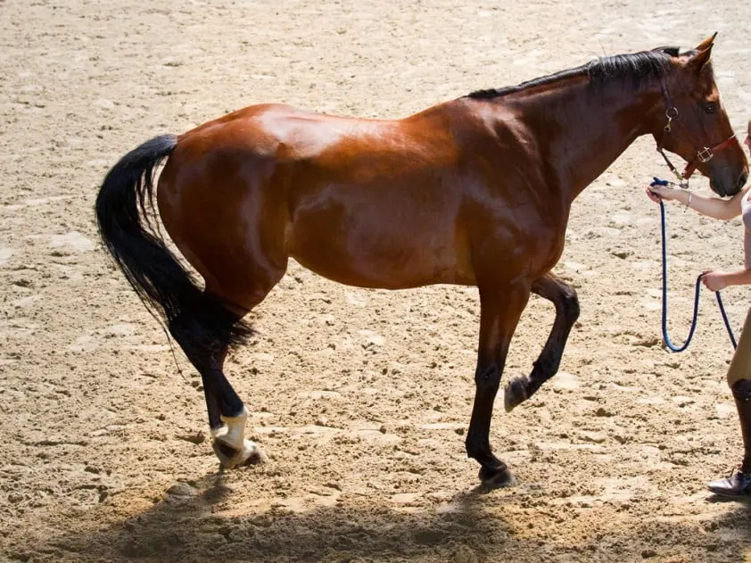 Nieuwe wet tegen illegale trainingsmethode featured image