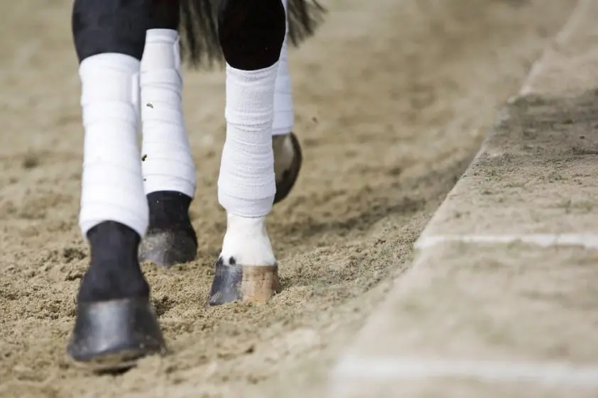Bordeaux-zoon wint aanlegtest onder het zadel in Moerzeke featured image